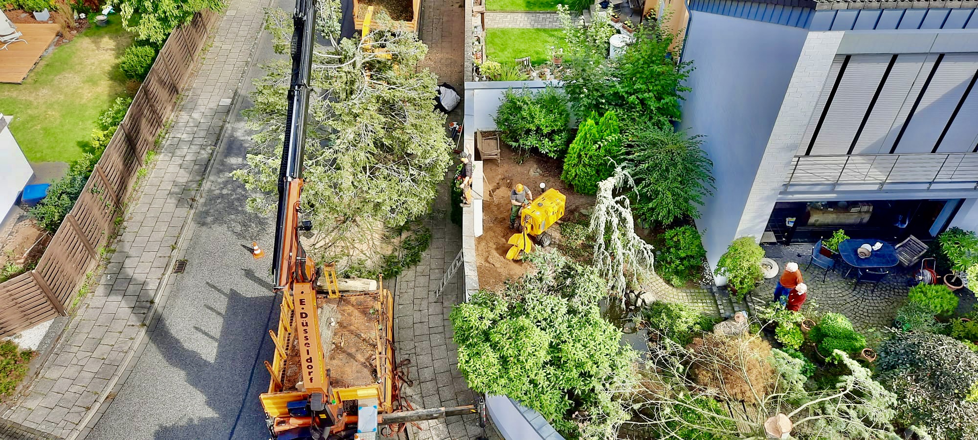 Kontrolliertes Abtragen eines Baumes mit Kran an einem Wohnhaus