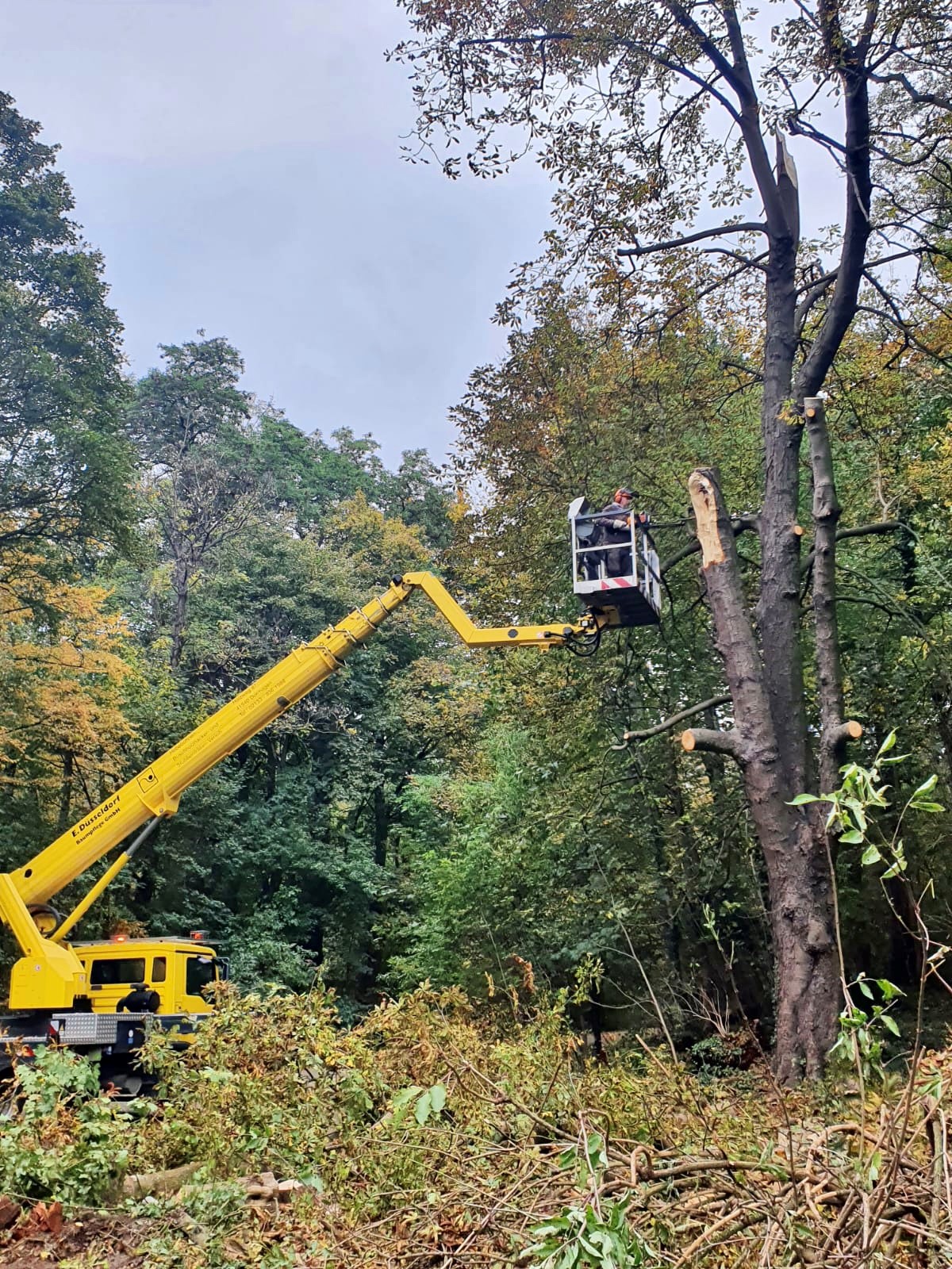 Baumpfleger trägt einen Baum von einer Hubarbeitsbühne aus ab